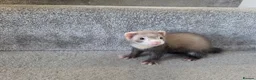 Ferret rodents for sale: 2 jills for sale 8 and 10 weeks old - Advert 10