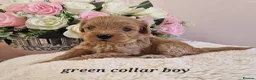Cavapoochon dogs for sale: Beautiful cavapoochon puppies  - Advert 8