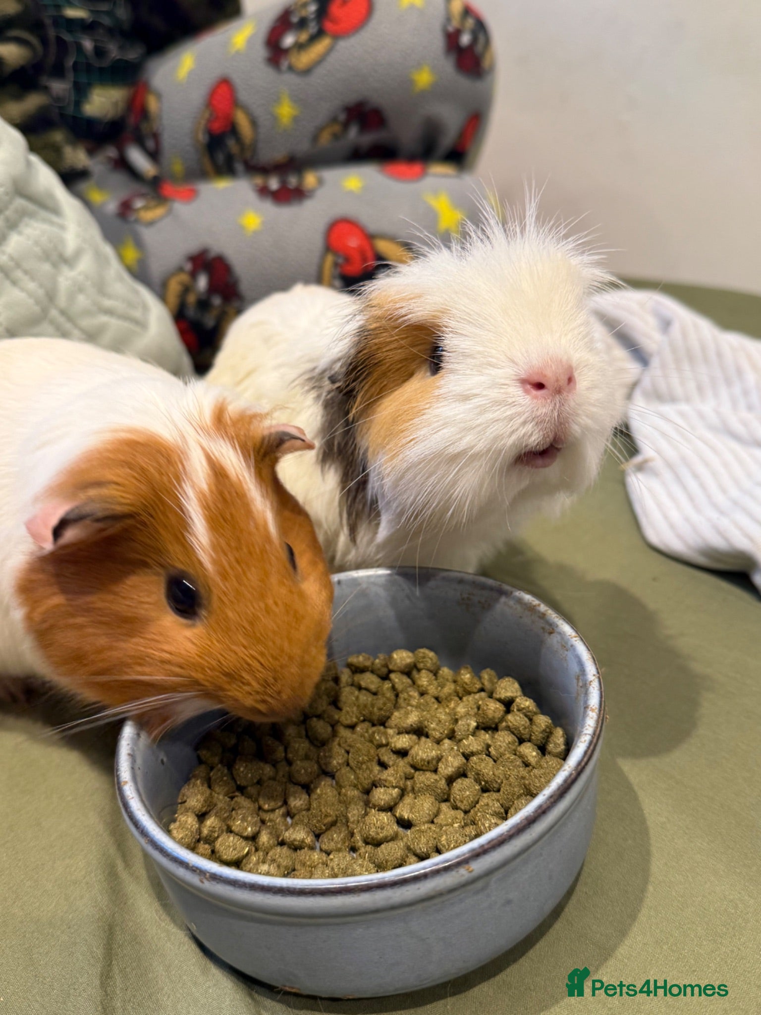 Guinea Pig rodents Cotton and Candy need a loving home!  - Advert 1