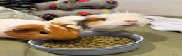 Guinea Pig rodents for sale: Cotton and Candy need a loving home!  in Northolt - Advert 1