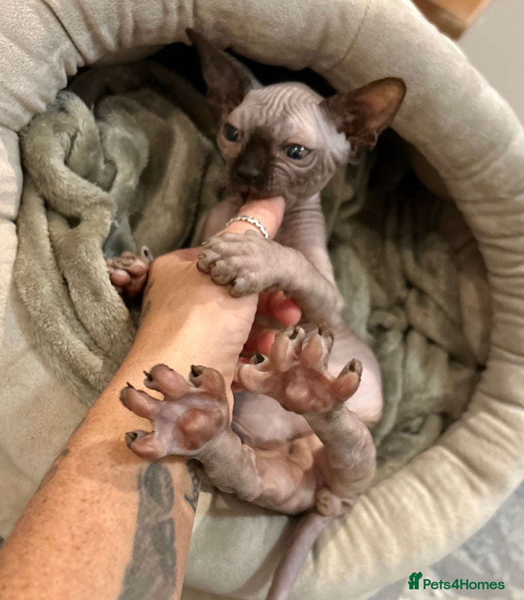 Sphynx cats for sale: Male 12 week old sphyxn - Advert 3