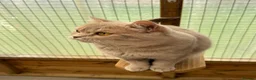 British Shorthair cats for sale: British shorthair  - Advert 2