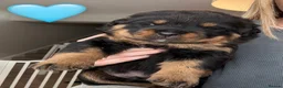 Rottweiler dogs for sale: ROTTWEILER PUPPIES 🐾 in Swansea - Advert 5