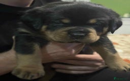 Rottweiler dogs for sale: Beautiful Rottweiler puppies  - Image 15