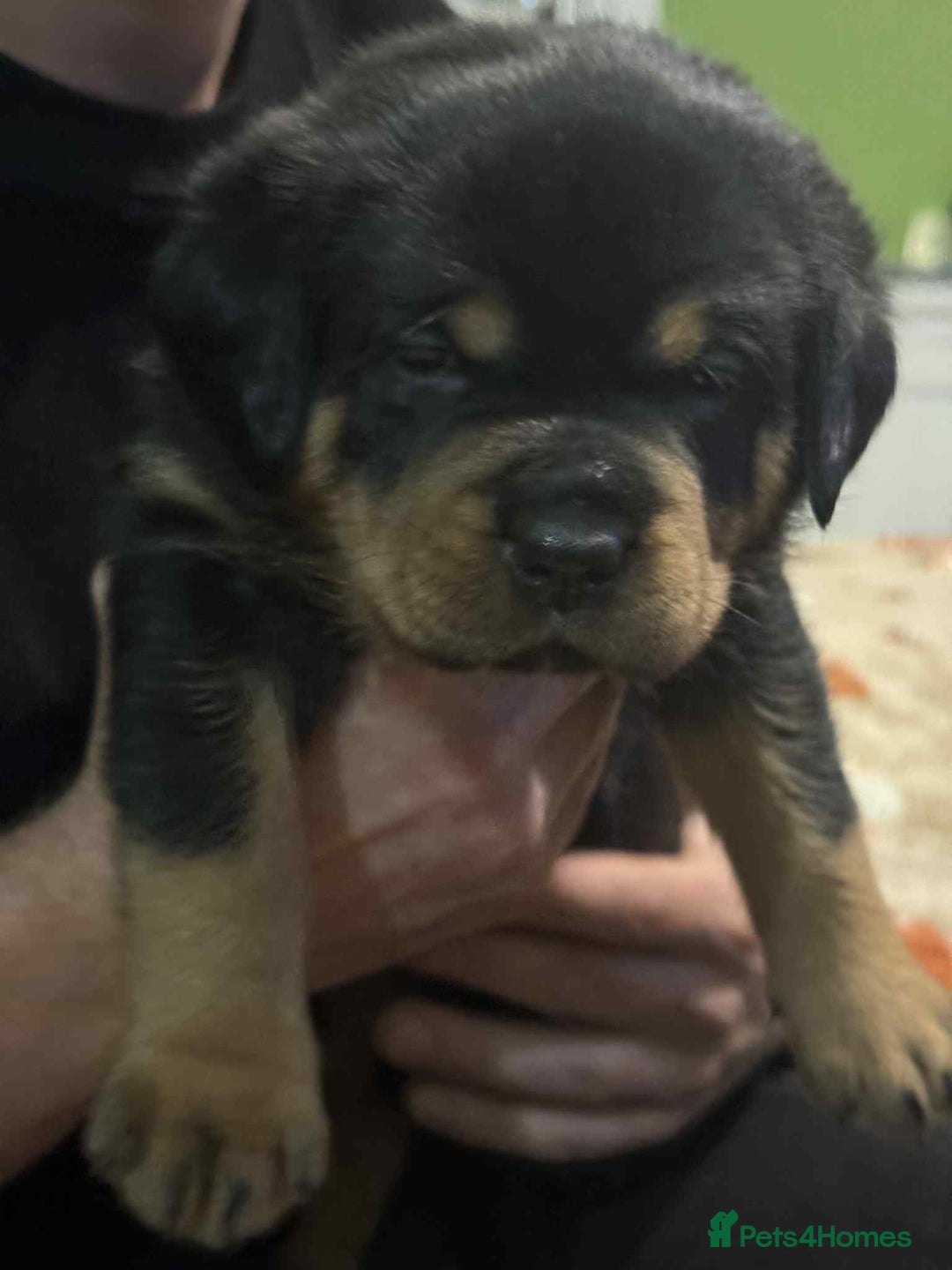 Rottweiler dogs for sale: Beautiful Rottweiler puppies  - Image 15
