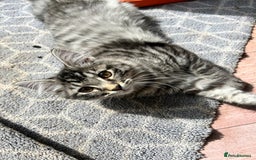 Ragcoon cats for sale: Polydactyl Ragcoons!  in Shepton Mallet - Image 15