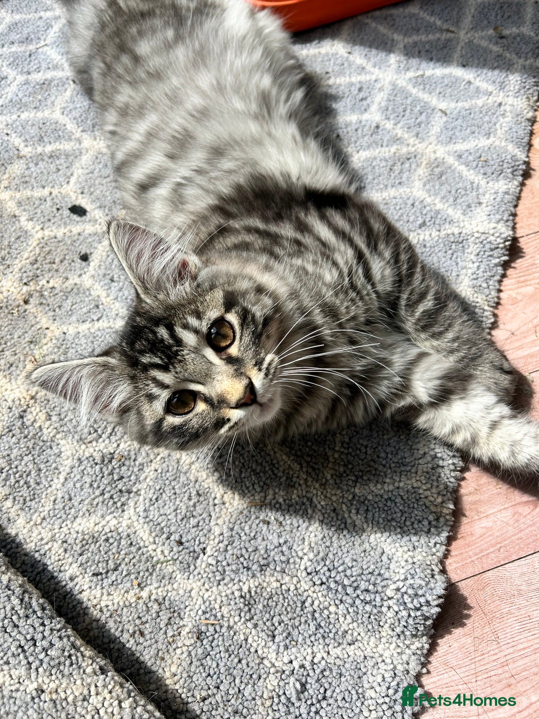 Ragcoon cats for sale: Polydactyl Ragcoons!  in Shepton Mallet - Image 15