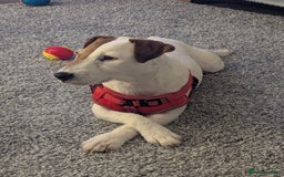 Jack Russell dogs for sale: Jack Russell  - Image 2