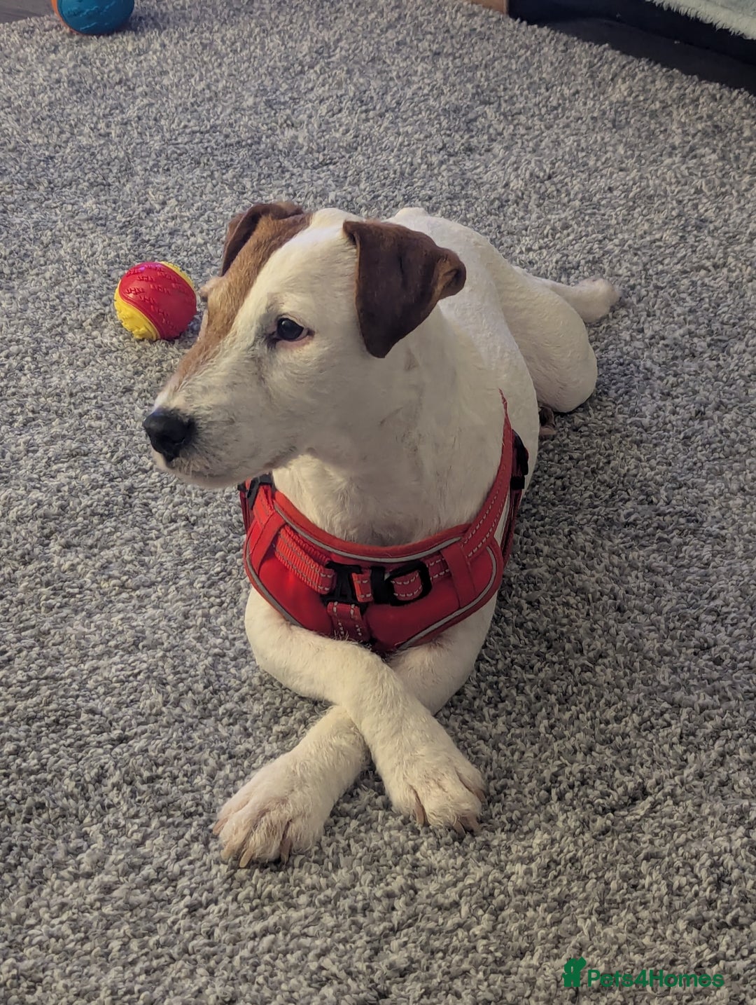 Jack Russell dogs for sale: Jack Russell  - Image 2