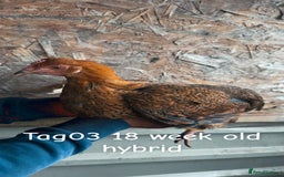 Chickens poultry for sale: Hybrid/ cross breed hens for sale - Image 4