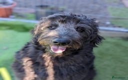 Goldendoodle dogs for stud: Frankie doodle for stud only.   - Image 12