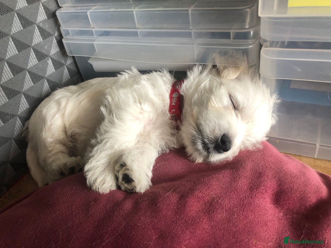 West Highland Terrier dogs for sale: Beautiful west highland puppies for sale - Image 11