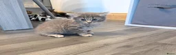 Mixed Breed cats for sale: Kittens  - Advert 22