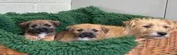 Mixed Breed dogs for sale: Border Terrier x Norfolk - Advert 3