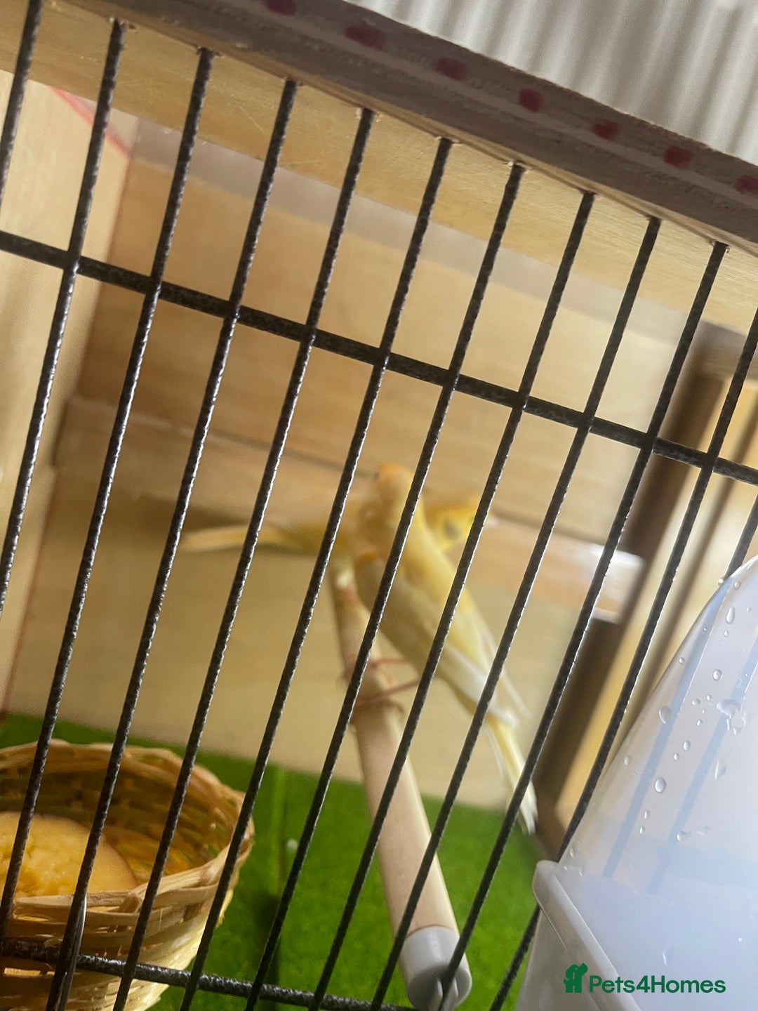 Canaries birds for sale: Young canaries  - Image 3