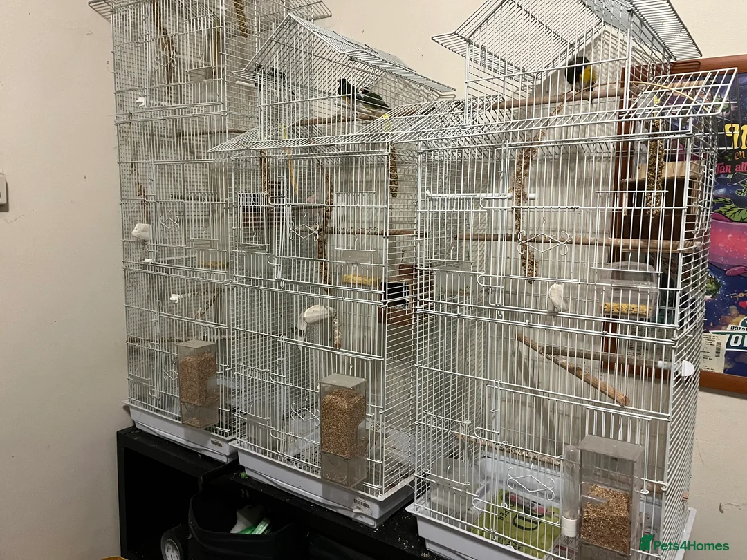 Finches birds for sale: Australian finches - Advert 1