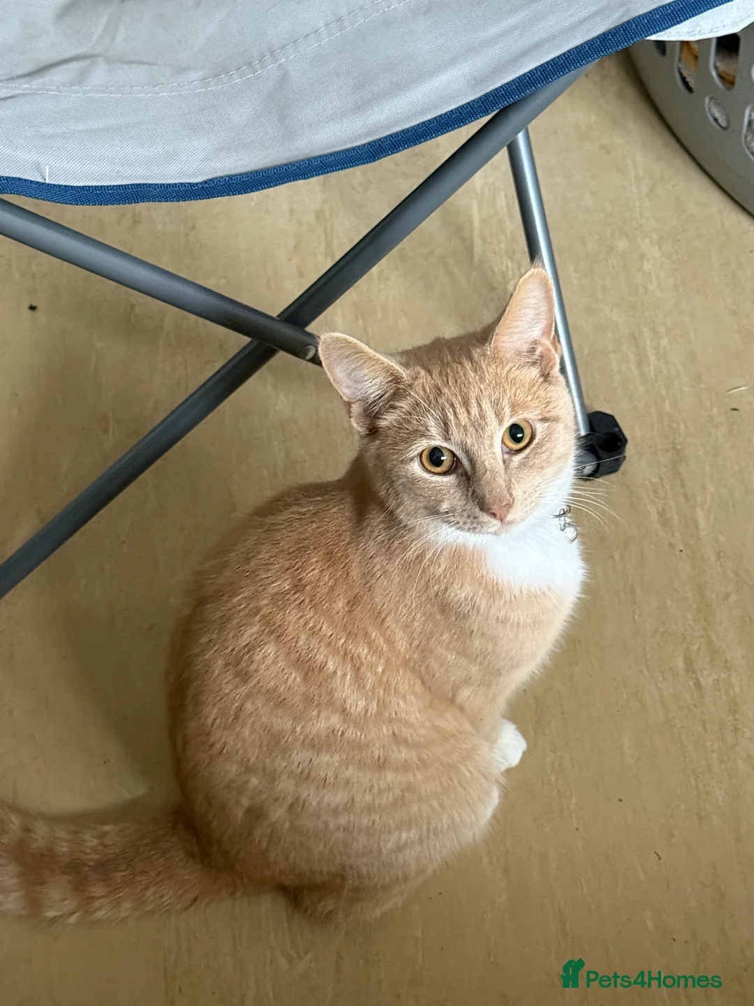 Mixed Breed cats for sale: Light Ginger Male 10 Months  in Cambridge - Advert 2