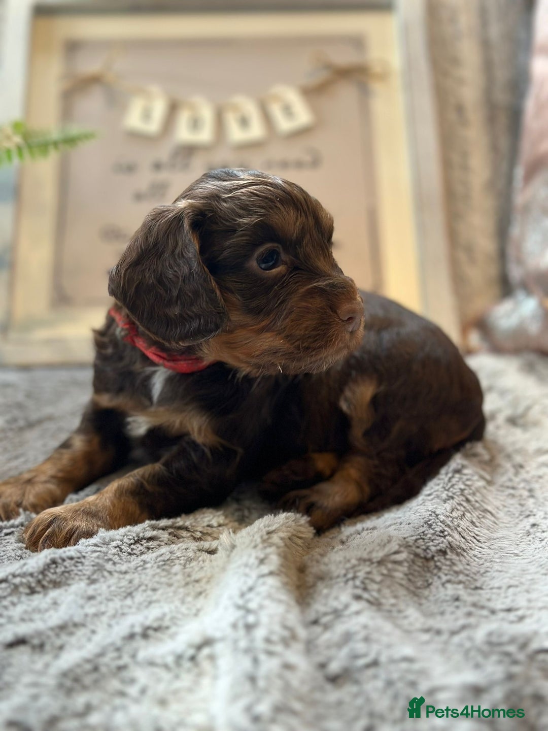 Cocker Spaniel dogs for stud: KC REGISTERED COCKER SPANIEL STUD in Worcester - Image 10
