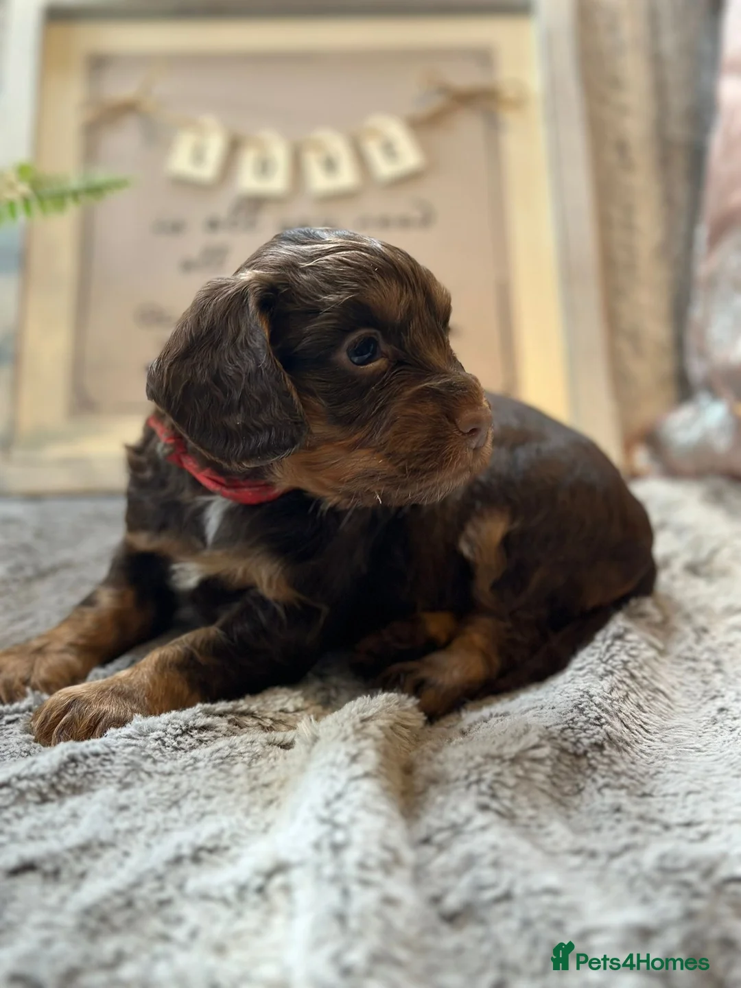 Cocker Spaniel dogs for stud: KC REGISTERED COCKER SPANIEL STUD in Worcester - Advert 10