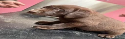 Labrador Retriever dogs for sale: Chocolate Labradors  - Advert 17