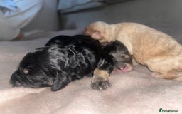 Cavapoo dogs for sale: Unique toy cavapoos 🐾   - Image 7