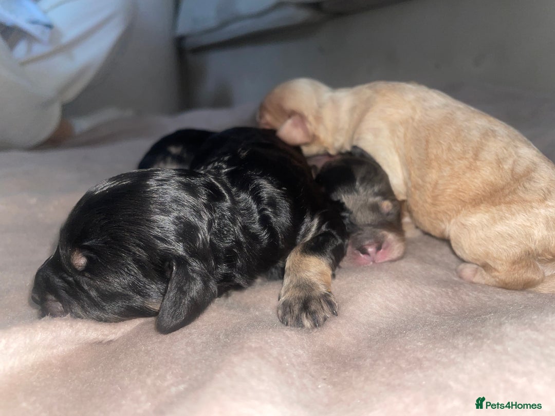Cavapoo dogs for sale: Unique toy cavapoos 🐾   - Image 7