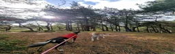 Mixed Breed dogs for sale: Lady and Sammy in Liverpool - Advert 2