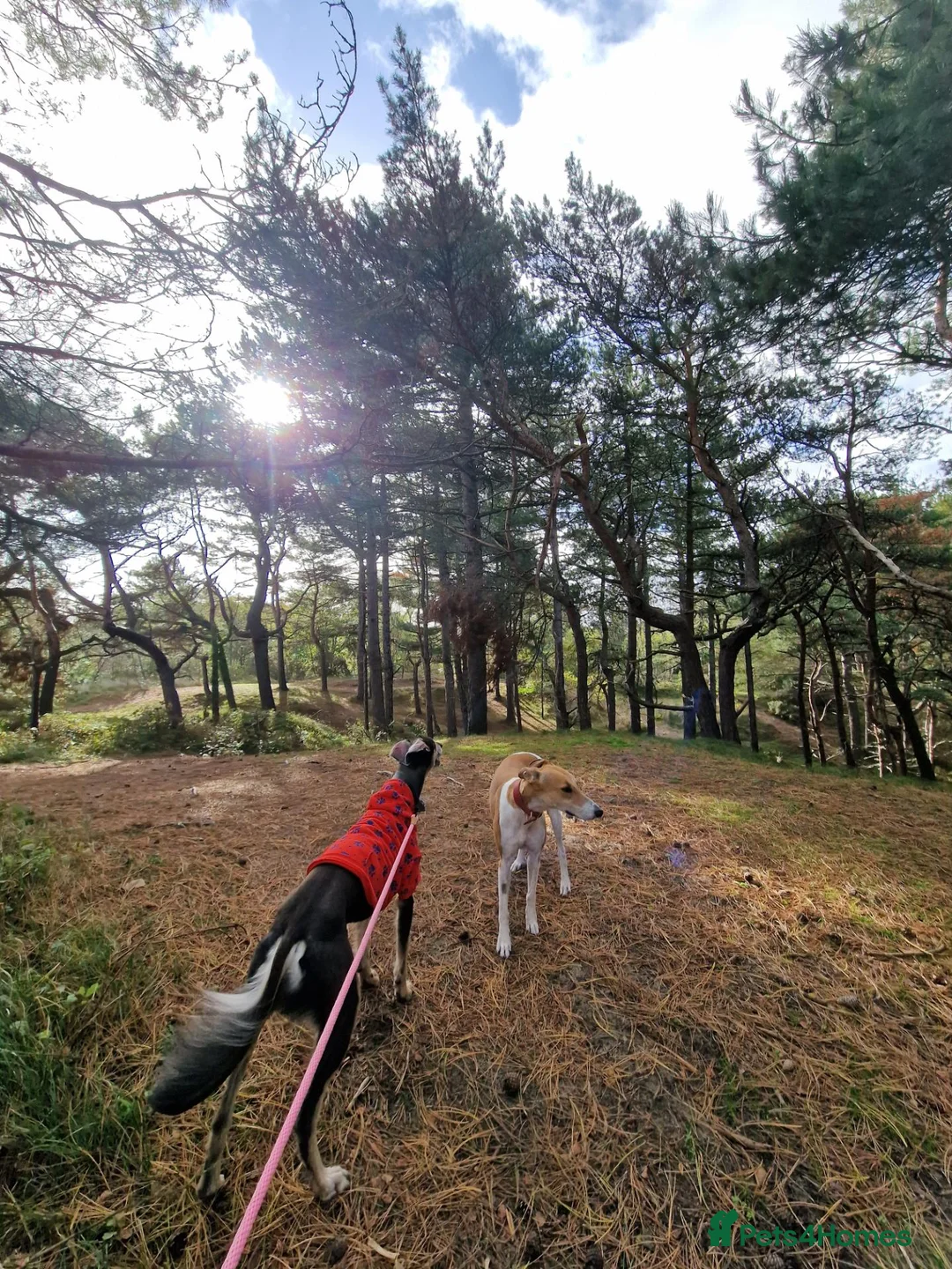 Mixed Breed dogs for sale: Lady and Sammy in Liverpool - Advert 2