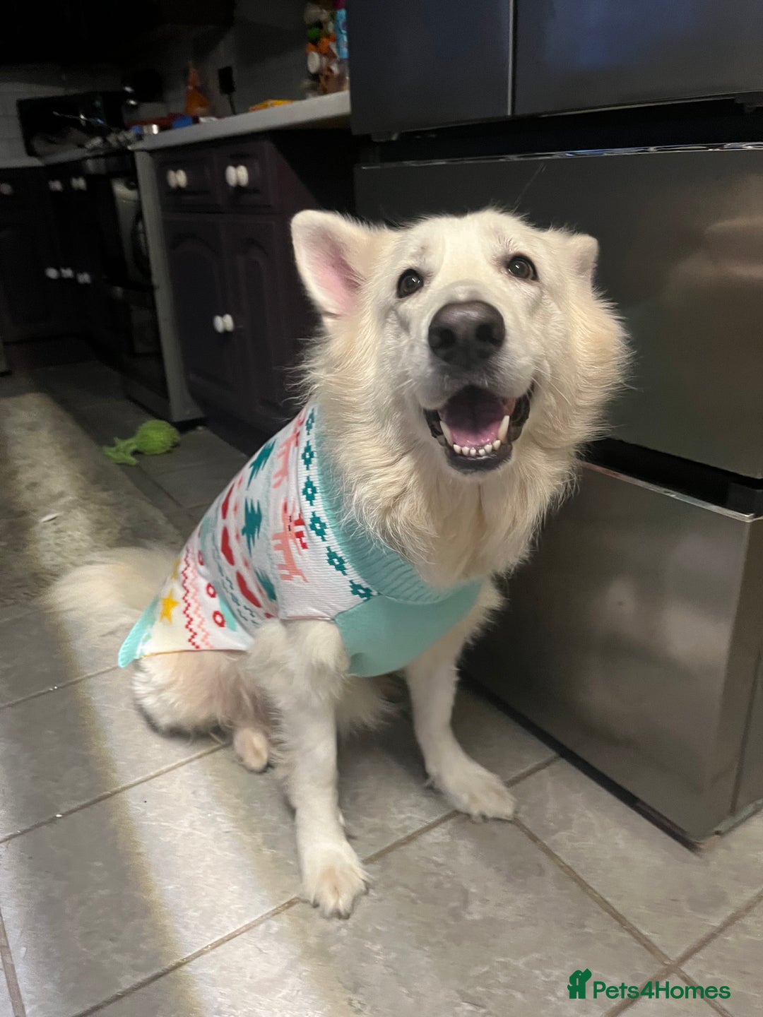 German Shepherd dogs for sale: Female white German Shepard 6 years - Advert 1