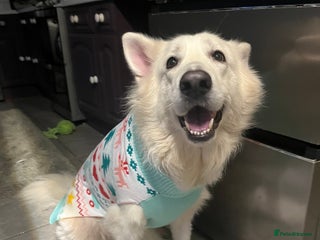 German Shepherd dogs Female white German Shepard 6 years - Advert 1