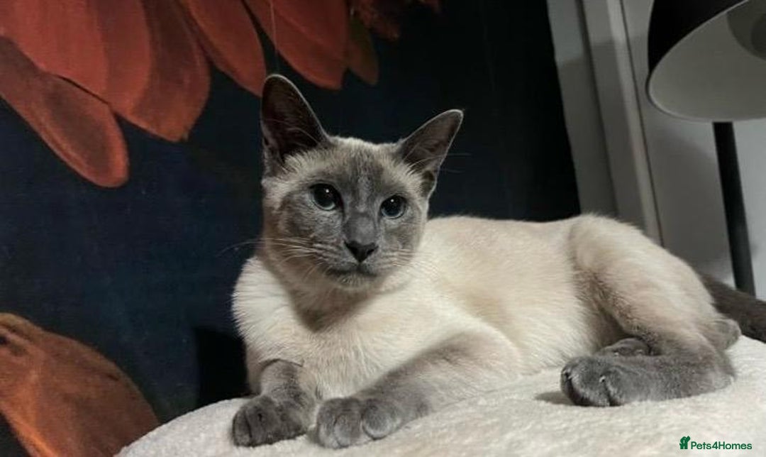 Siamese cats for sale: One Stunning Blue Admitted Siamese Female Left !! - Image 6