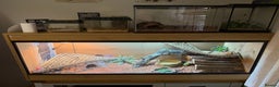 Bearded Dragon reptiles for sale: Bearded Dragon with Enclosure and extras - Advert 2