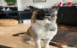 Akita dogs for sale: Male Akita - 1 years old - Image 1