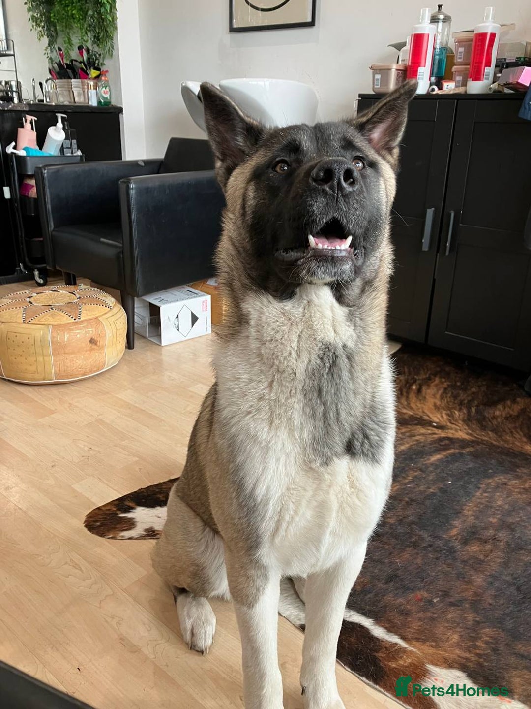 Akita dogs for sale: Male Akita - 1 years old - Image 1