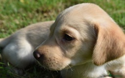Labrador Retriever dogs for sale: Quality Pedigree Black Girl **WILLOW** - Image 8