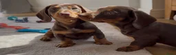 Miniature Dachshund dogs for sale: Gorgeous Last female 🫶🏼 - Advert 4