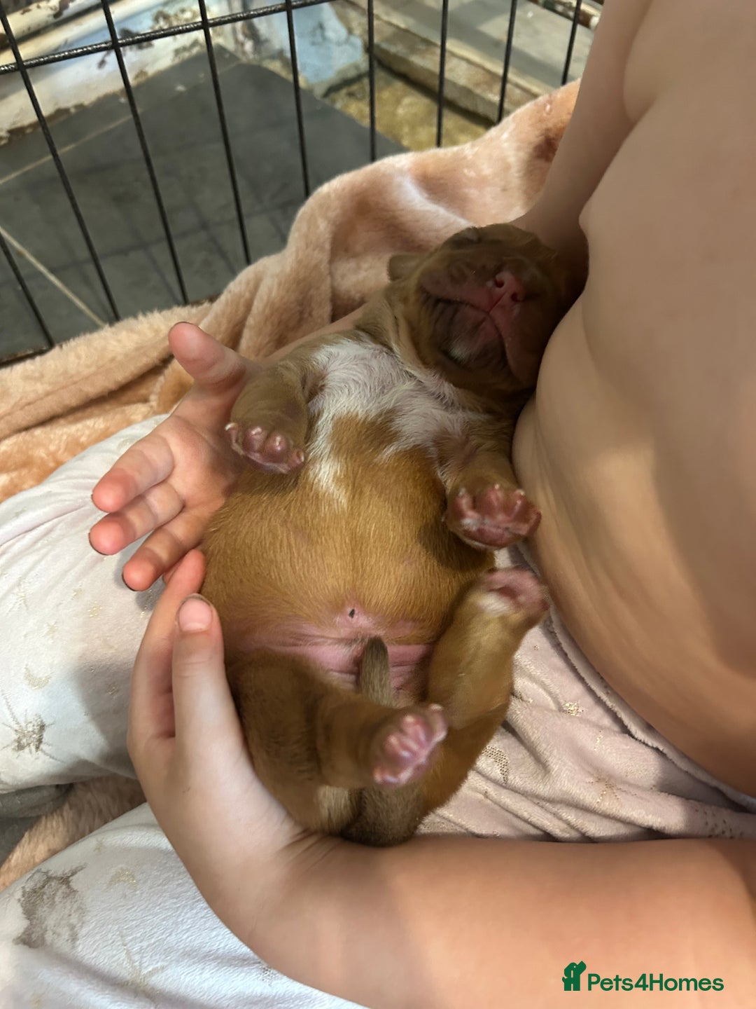 Dogue De Bordeaux dogs for sale: Dogue de Bordeaux pups - Image 1