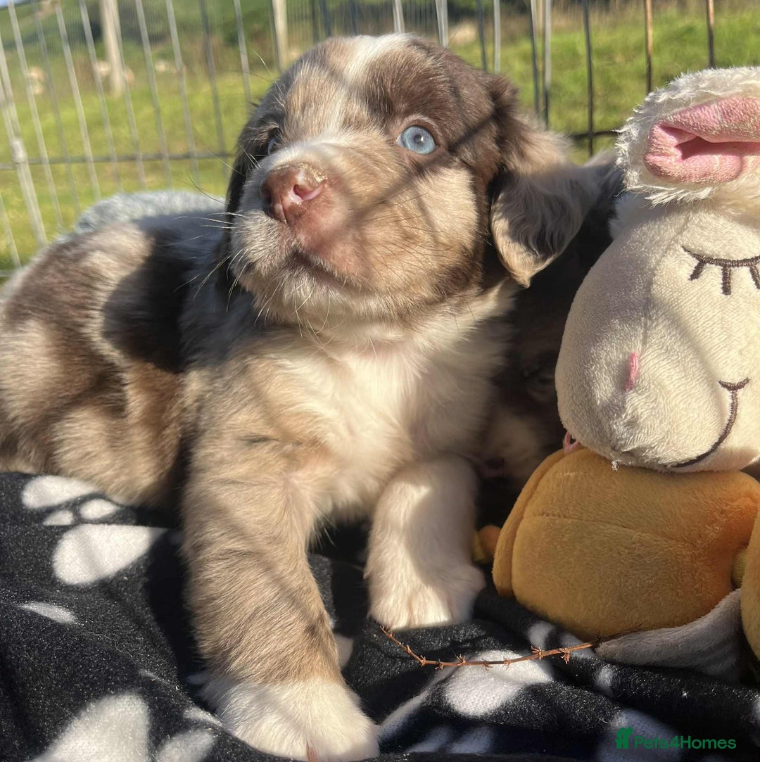 Sprollie dogs for sale: Beautiful Unique Sprollie Puppies - Image 18