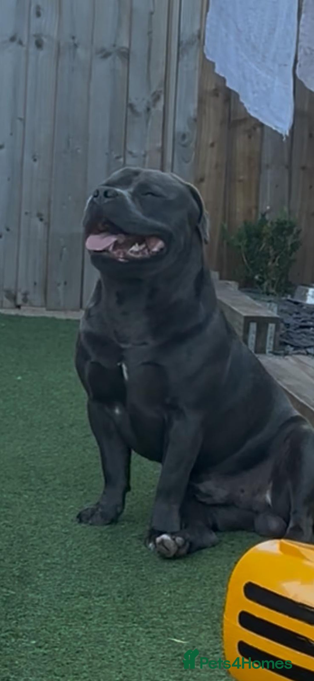 Staffordshire Bull Terrier dogs for stud: Blue Staffordshire bull terrier  - Image 2