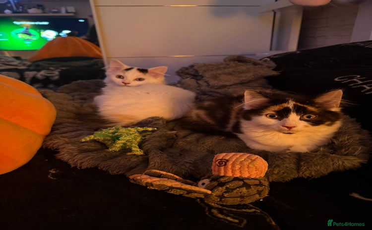 Mixed Breed cats - Advert 12