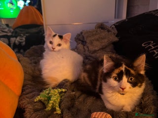 Mixed Breed cats 2 spyhnx females ready for homes 🩷 - Advert 10