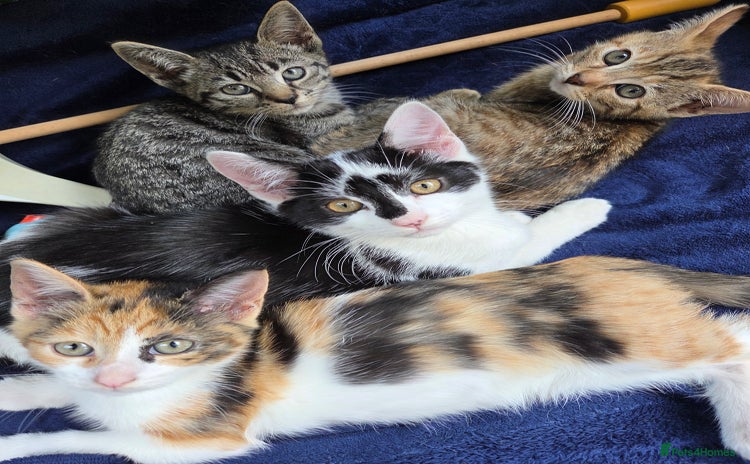 American Shorthair cats - Advert 1