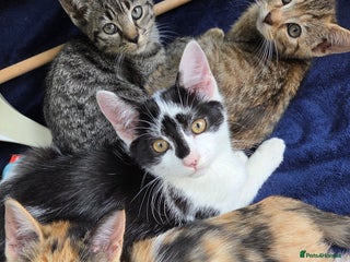 American Shorthair cats - Advert 17