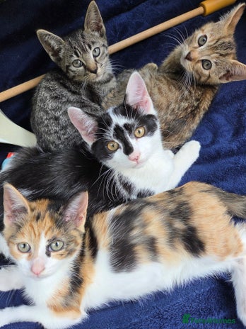 American Shorthair cats - Advert 9
