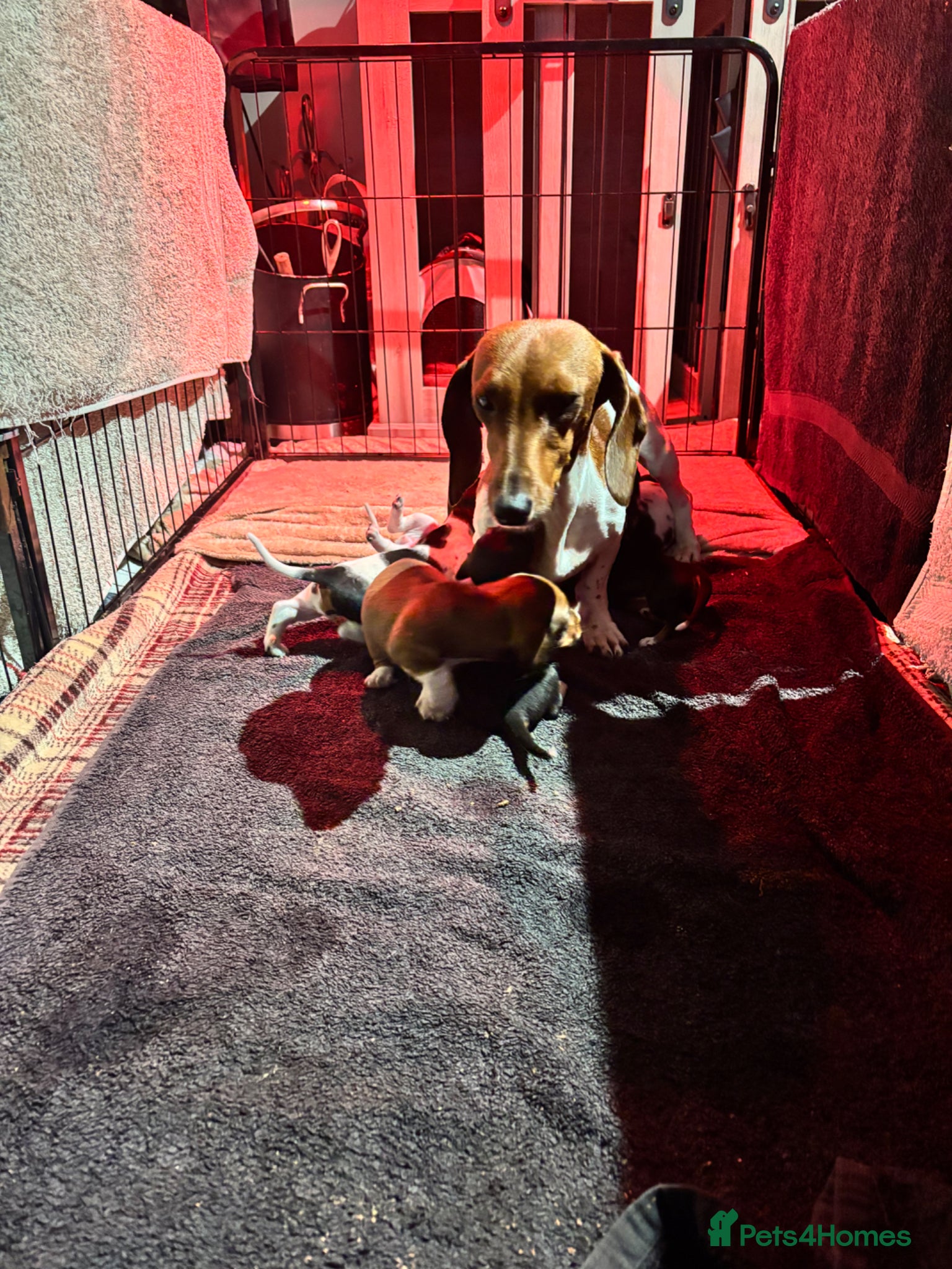 Dachshund dogs MINIATURE DACHSHUND PUPS PIEBALD KC REG PRA CLEAR - Advert 2