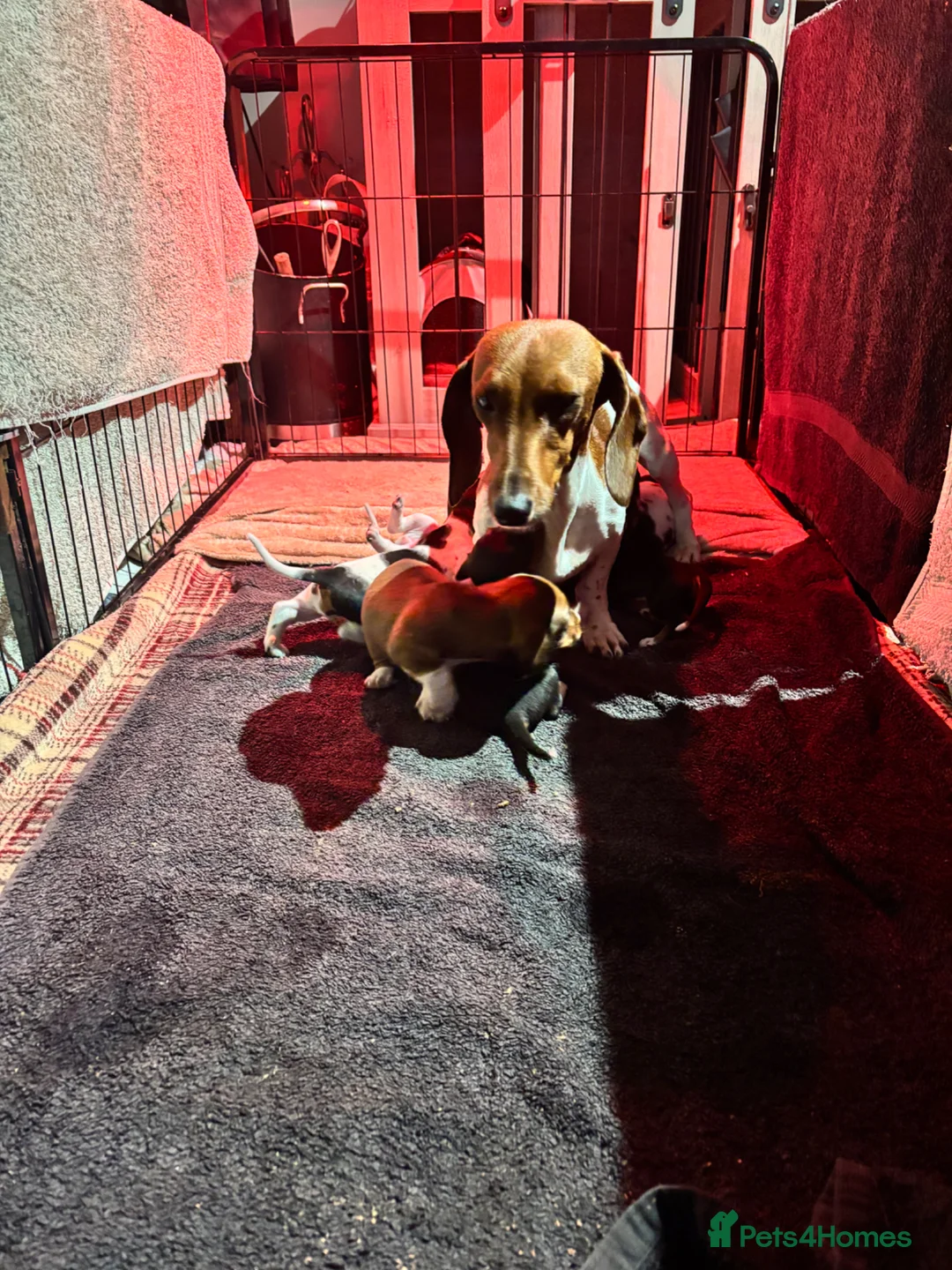 Dachshund dogs for sale: MINIATURE DACHSHUND PUPS PIEBALD KC REG PRA CLEAR - Advert 2