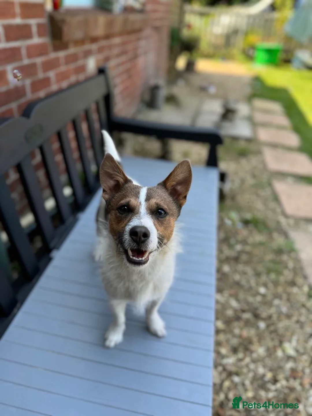 Jack Russell dogs for stud: Proven Small Jack Russell for Stud - Advert 2