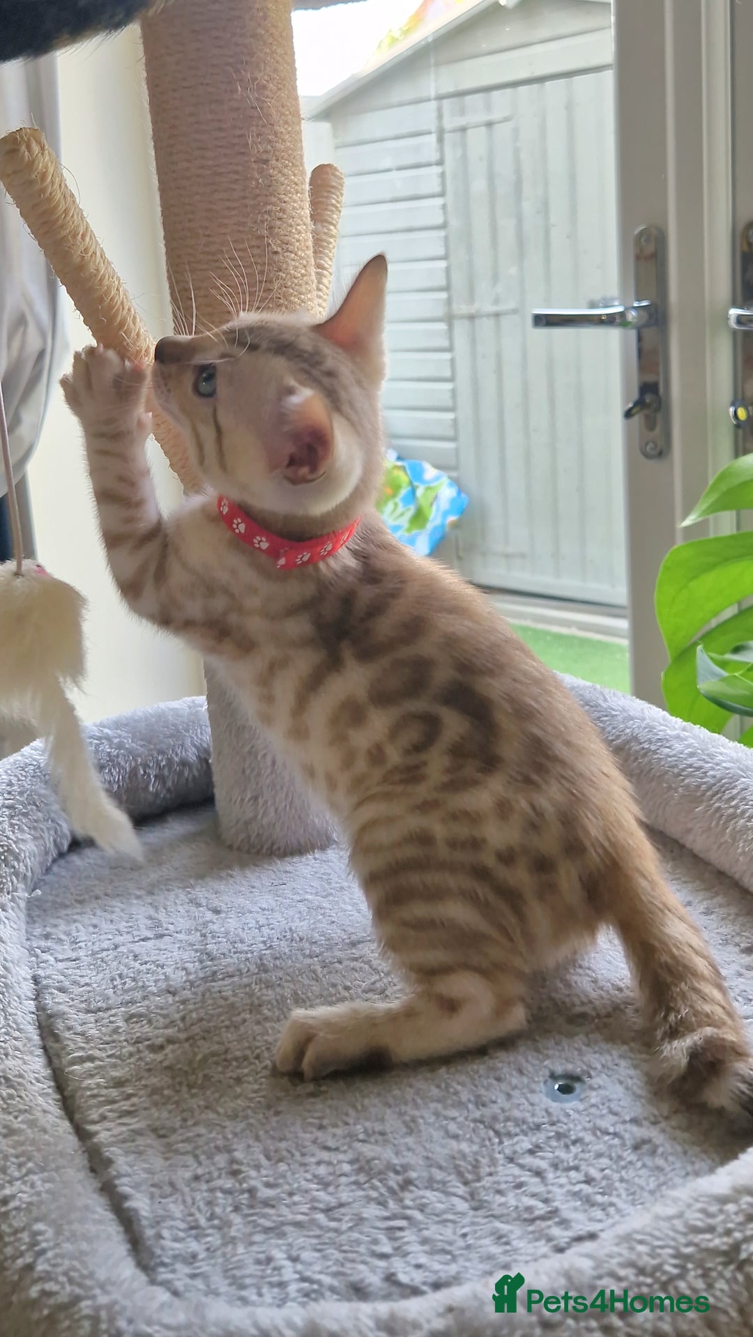 Bengal cats for sale: Stunning Glittered Pedigree Benga kittens  - Image 33