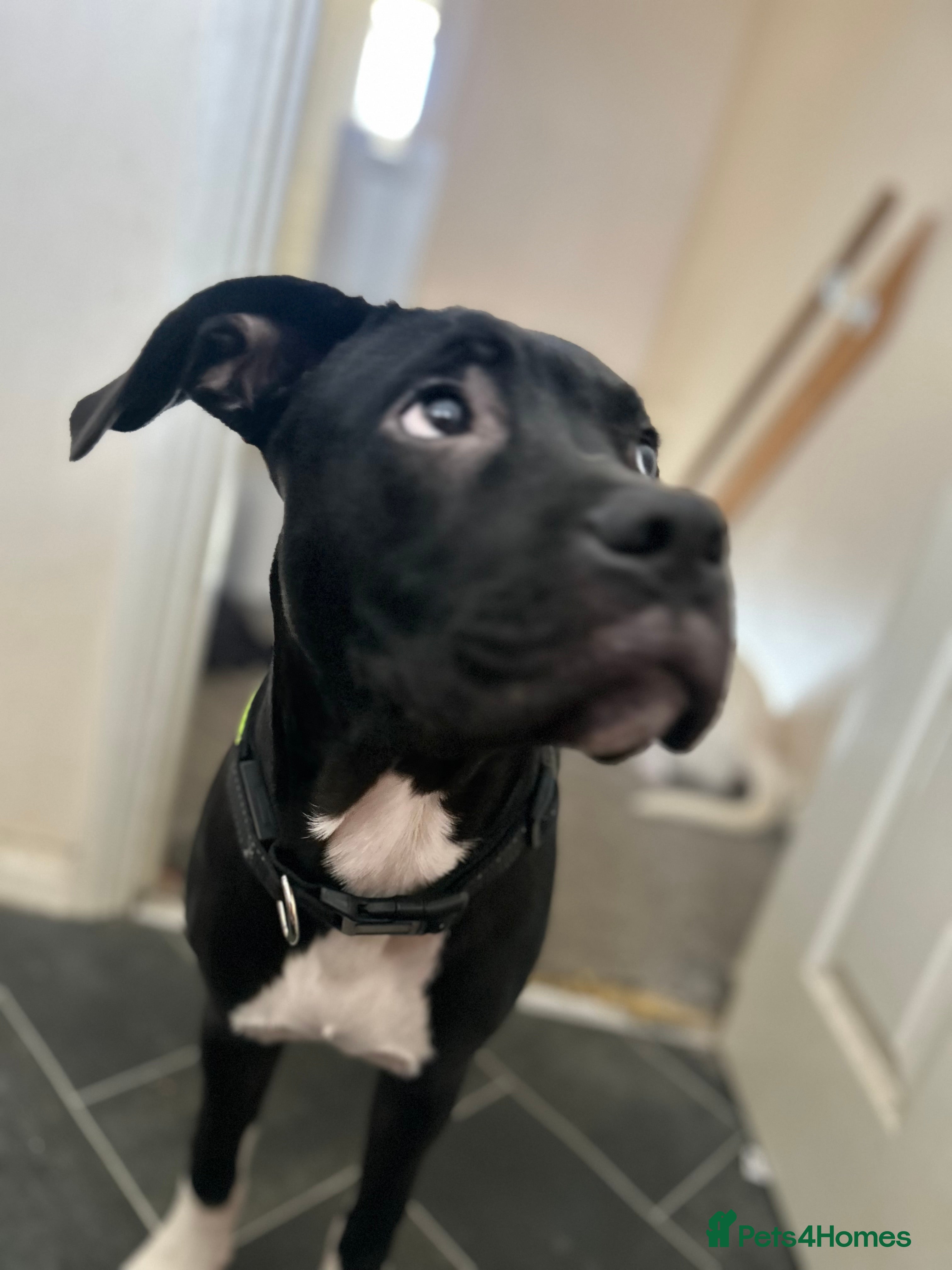 Mixed Breed dogs BRUCEY for adoption American bulldog/cane corso - Advert 9