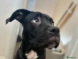 Mixed Breed dogs BRUCEY for adoption American bulldog/cane corso - Advert 8